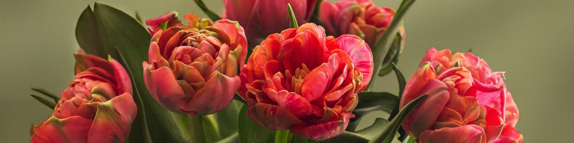 Tulipány v nabídce