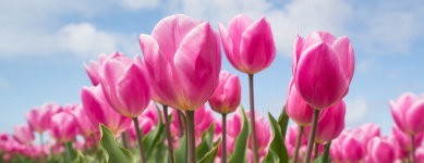 Tulipány v nabídce