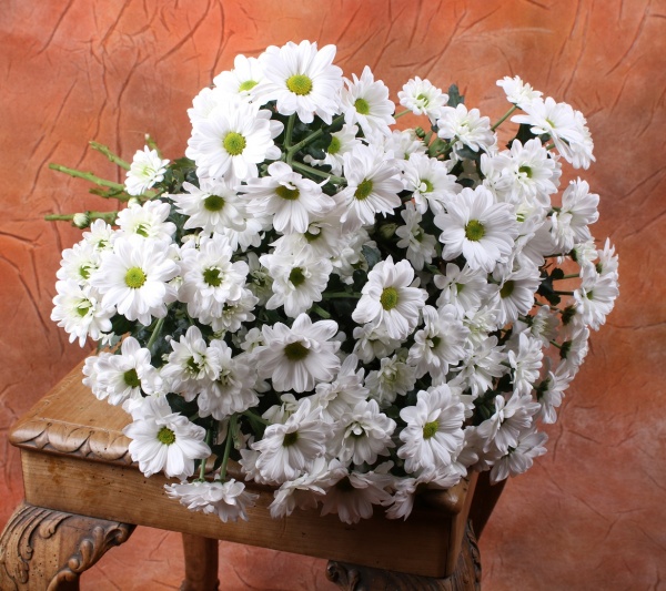 Chryzantémy bílé